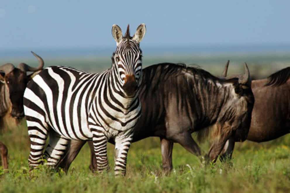Close up of Zebra and Wildebeest | Photo credit: Serengeti Ndutu Kati Kati Tented Camp