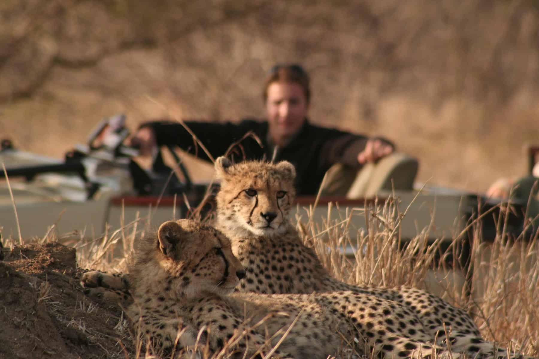 A guide on a game drive watching a pair of cheetahs resting in the grass near Tintswalo Safari Lodge, South Africa.