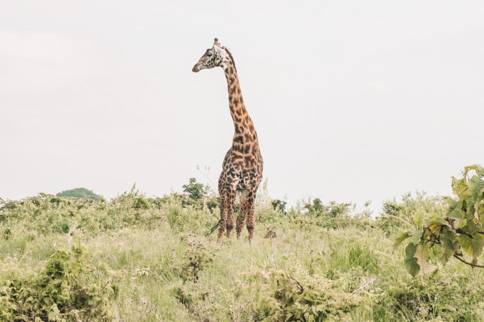 A giraffe in Ngorongoro Crater