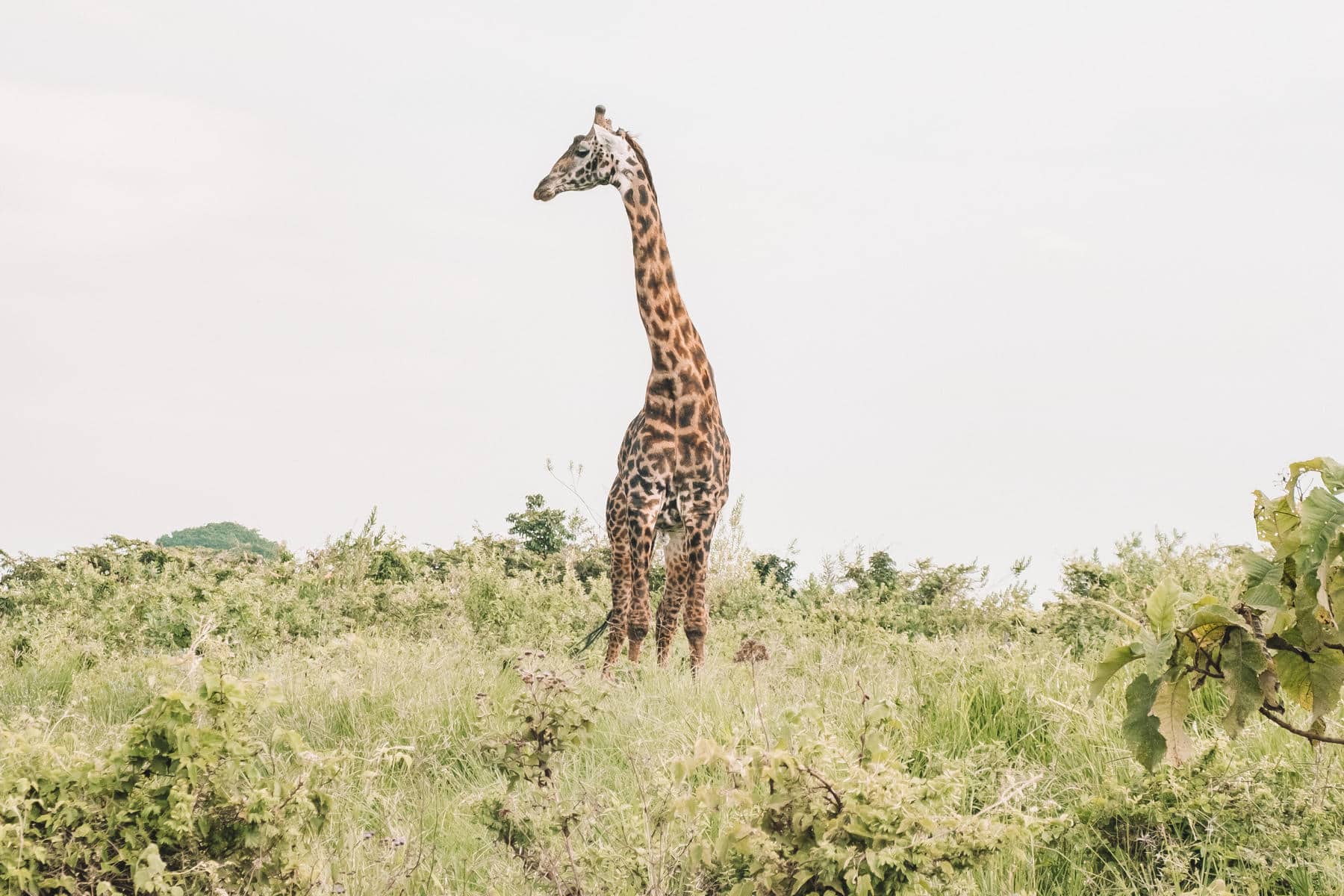 A giraffe in Ngorongoro Crater