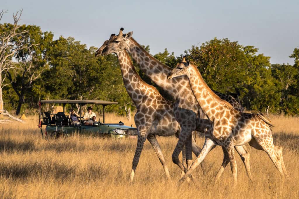Giraffes spotted on a game drive in Hwange National Park
