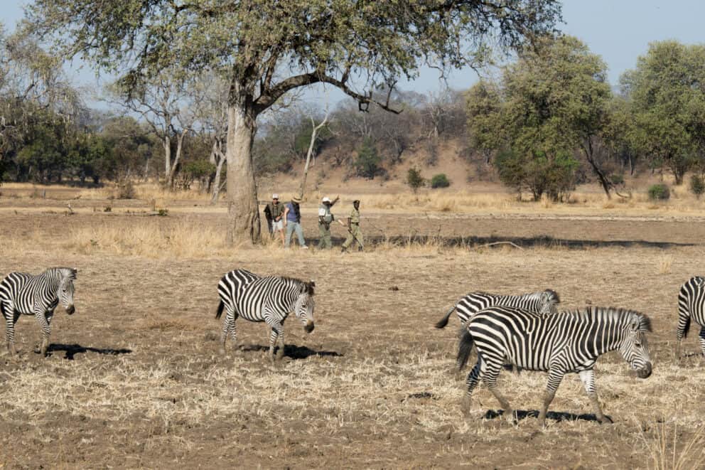 Tourists on a guided walking safari at Puku Ridge, Zambia.