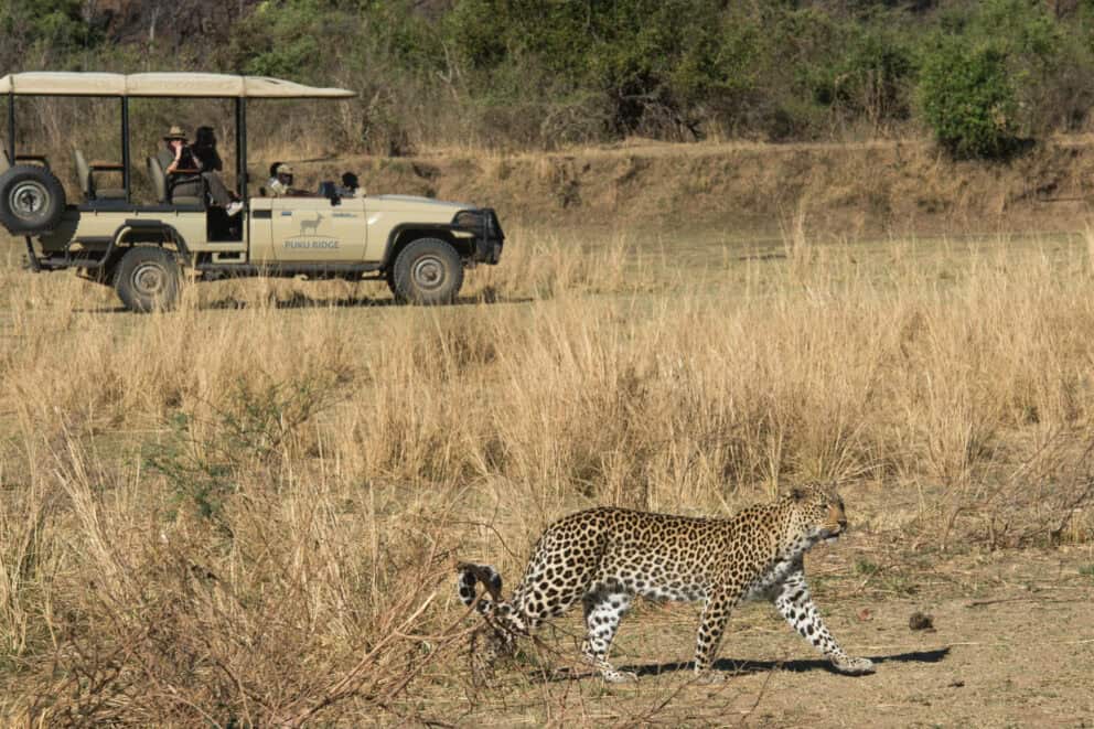 Guests on a game drive in a closed top safari vehicle observing a leopard roaming through the tall dry grass near Puku Ridge Camp in South Luangwa National Park, Zambia.