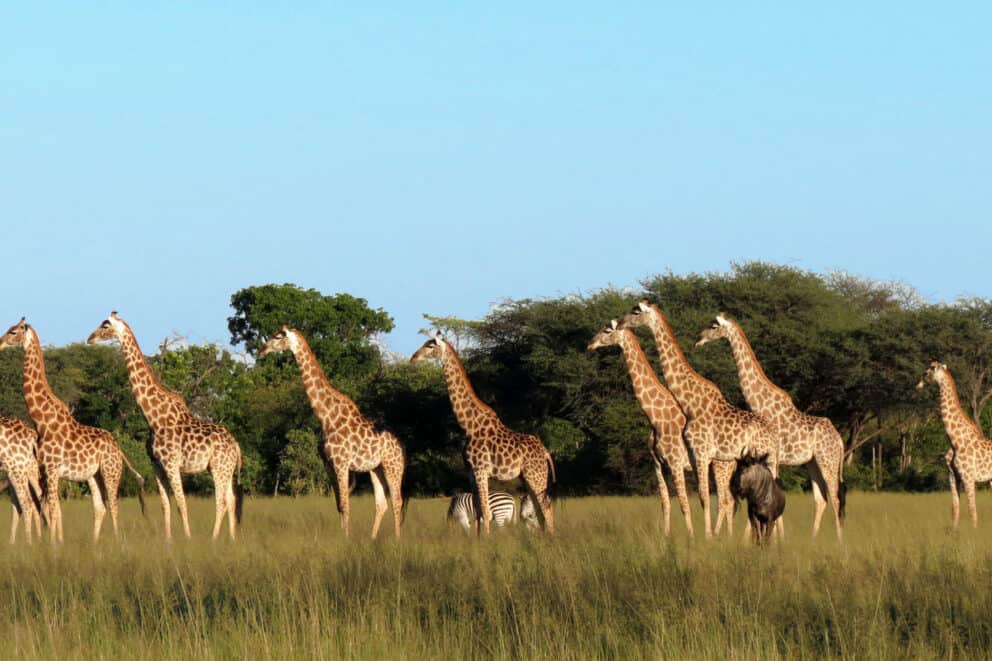 Giraffes standing in a grassy plain at Hwange National Park, Zimbabwe