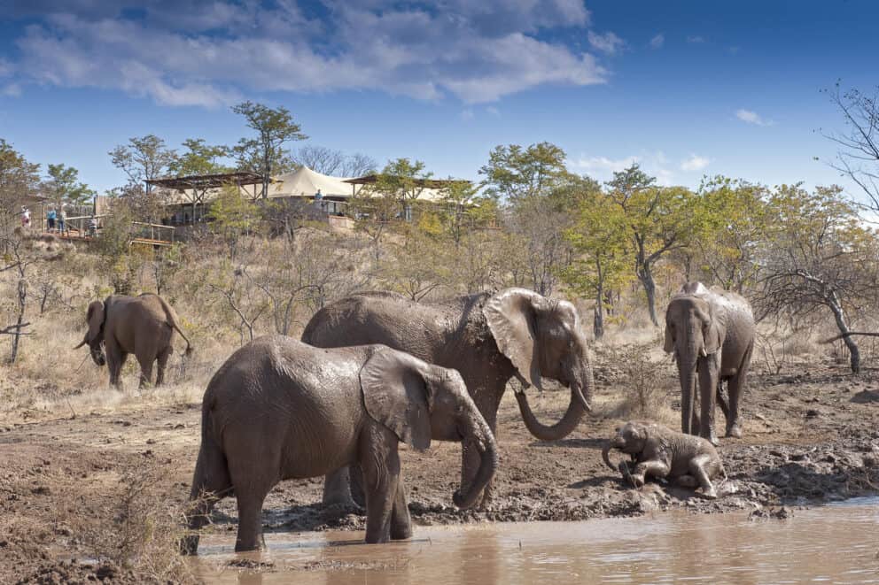 Elephants in front of Main Lodge Area | Photo credit: The Elephant Camp