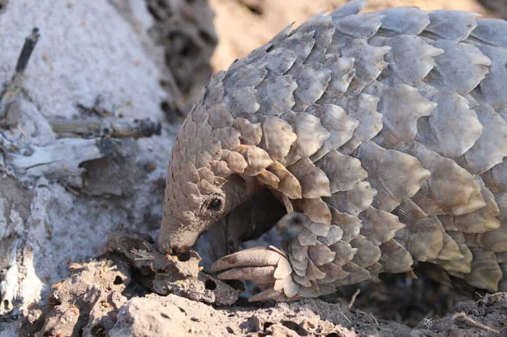 Pangolin at Phinda Private Game Reserve, which can be seen as part of a conservation safari.