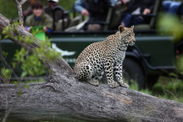 Phinda Game Reserve