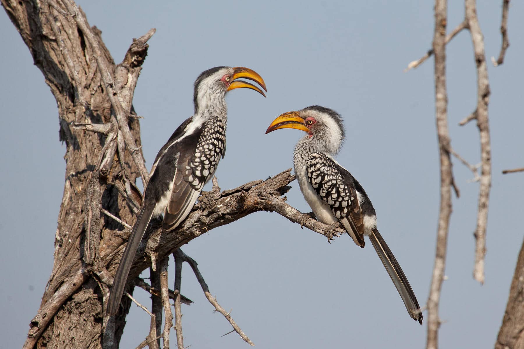A pair of southern yellow-billed hornbill perched on a branch in the Sabi Sands Game Reserve near Londolozi Varty Camp, South Africa.