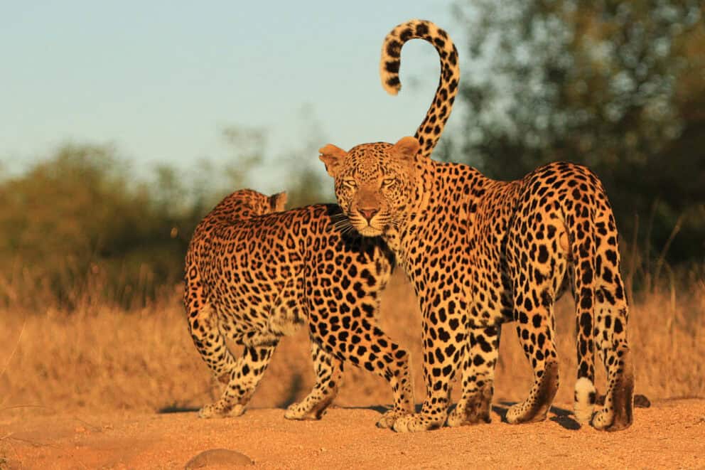 A pair of leopards walking along a sandy track near Londolozi Private Granite Suites in Sabi Sand, South Africa.
