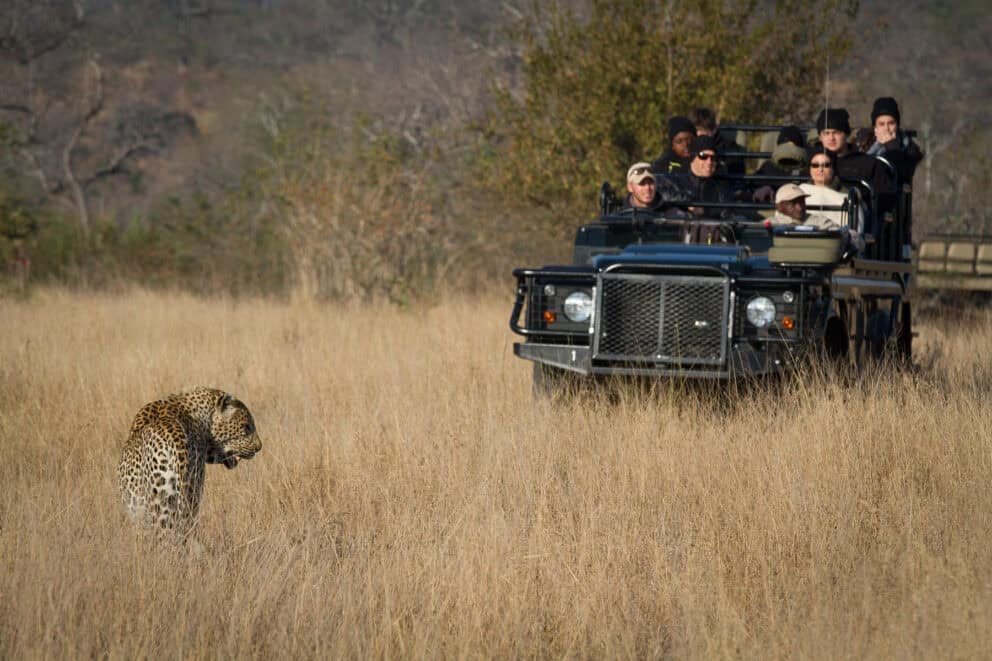 Guests in an open safari vehicle on a game drive observing a leopard in the tall dry grass near Londolozi Private Granite Suites in Sabi Sand, South Africa.