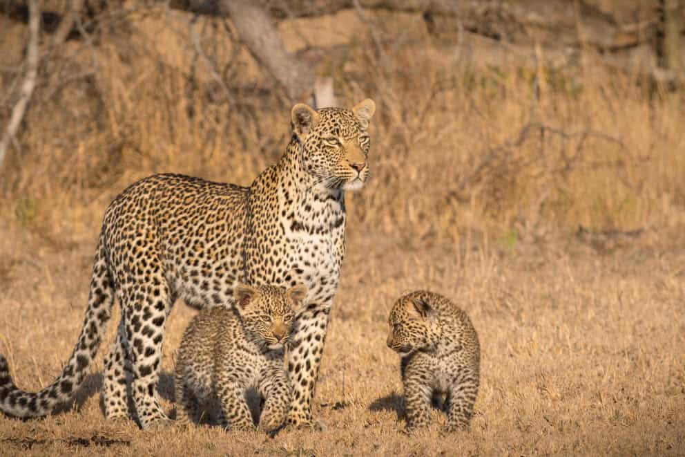 A mother leopard and her cubs pausing near the tall dry grass near Londolozi Pioneer Camp in Sabi Sand, South Africa.