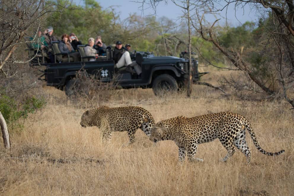 Guests on a game drive in an open-top safari vehicle observing a pair of leopards roaming through the bush near Londolozi Pioneer Camp in Sabi Sand, South Africa.