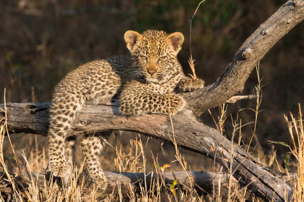 A leopard cub resting on a tree branch near Londolozi Tree Camp in Sabi Sand, South Africa.