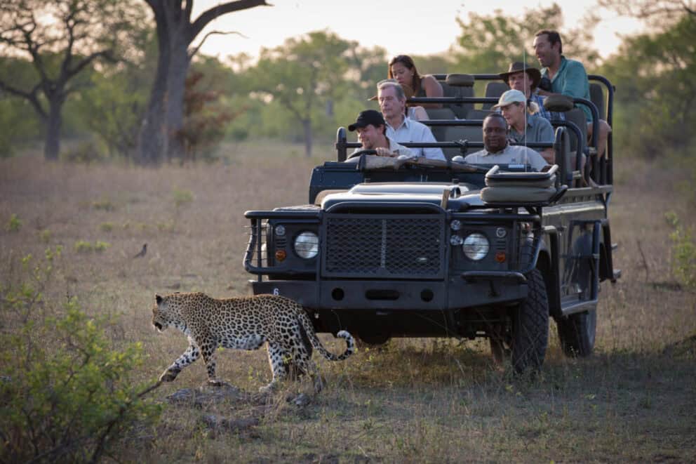 A leopard walking past an open safari vehicle filled with guests on a game drive near Londolozi Varty Camp in Sabi Sand, South Africa.
