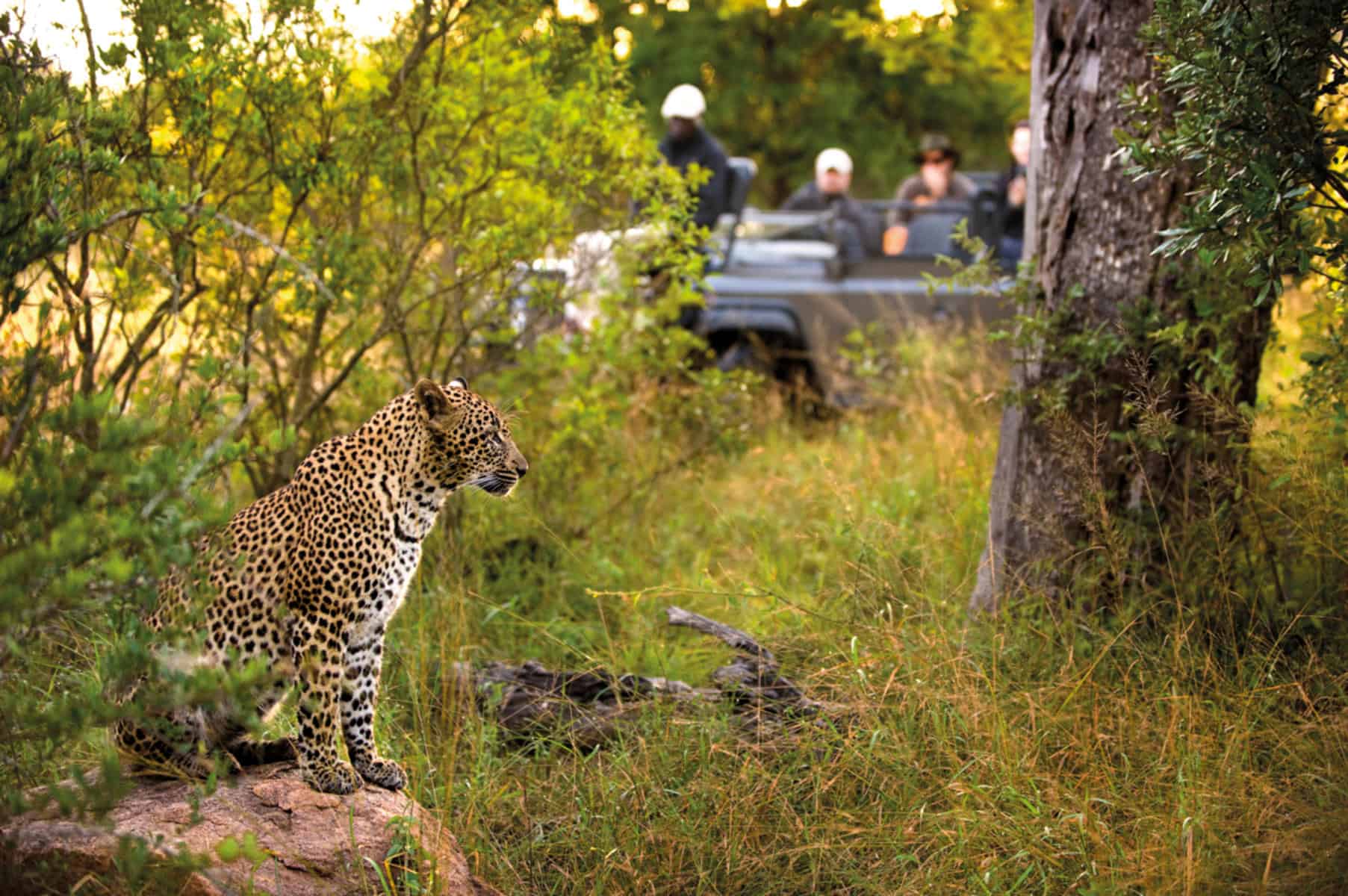 A leopard in the bush beside an open-top safari vehicle with tourists on a game drive near Lion Sands River Lodge, Sabi Sands Game Reserve, South Africa.