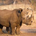 A rhino standing in the dry grasslands at Toka Leya, Zambia.
