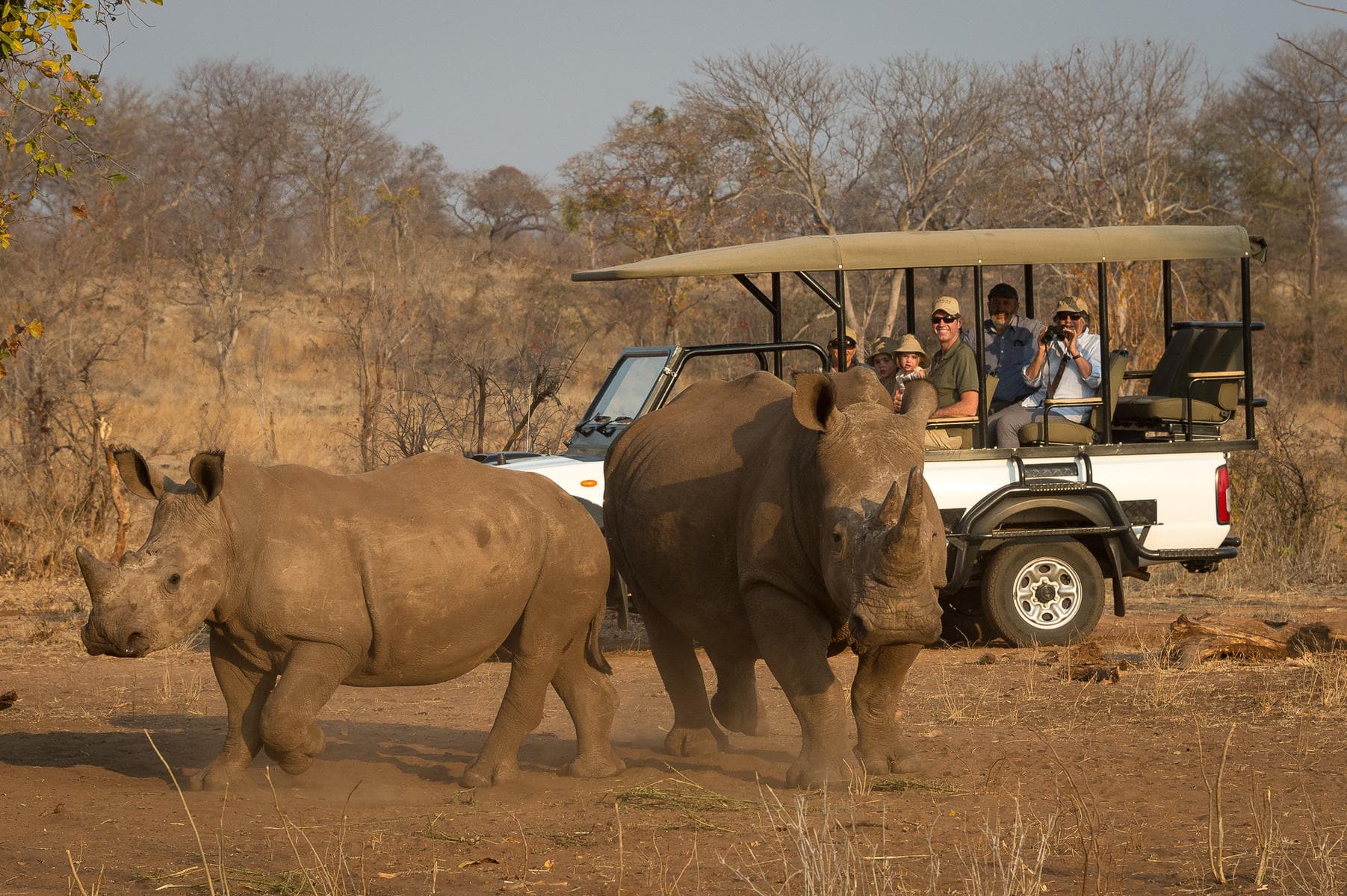 Tourists in a safari vehicle observing rhinos in Mosi-oa-Tunya National Park at Toka Leya, Zambia.