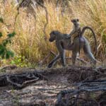 A mother monkey carrying her baby monkey on her back at Toka Leya, Zambia