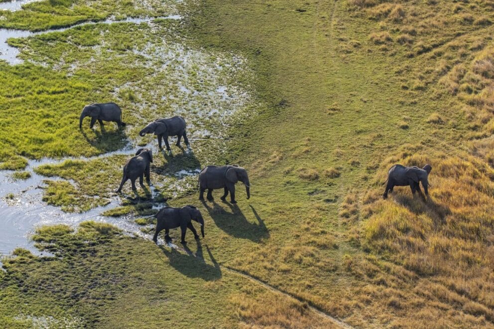 Aerial view of elephants in the Okavango Delta, Botswana.
