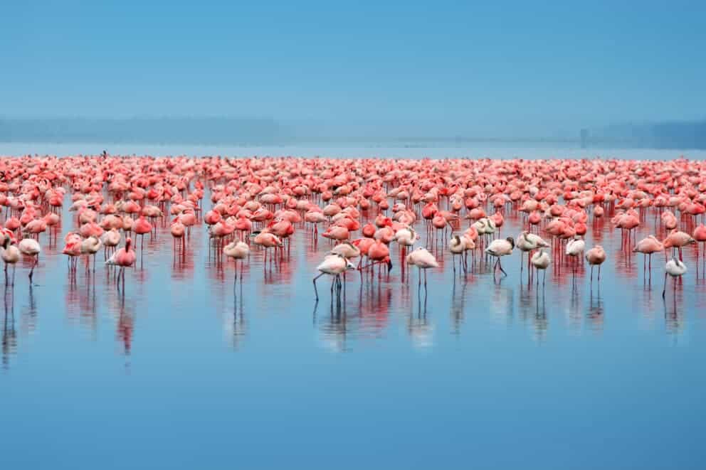 Flock of flamingos in Lake Nakuru, Kenya.
