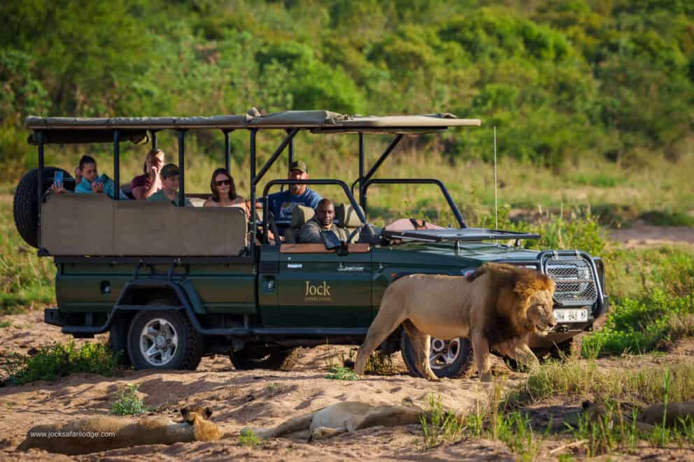 A group of tourists in a safari vehicle driving alongside a lion at Jock Safari Lodge, Southern Kruger