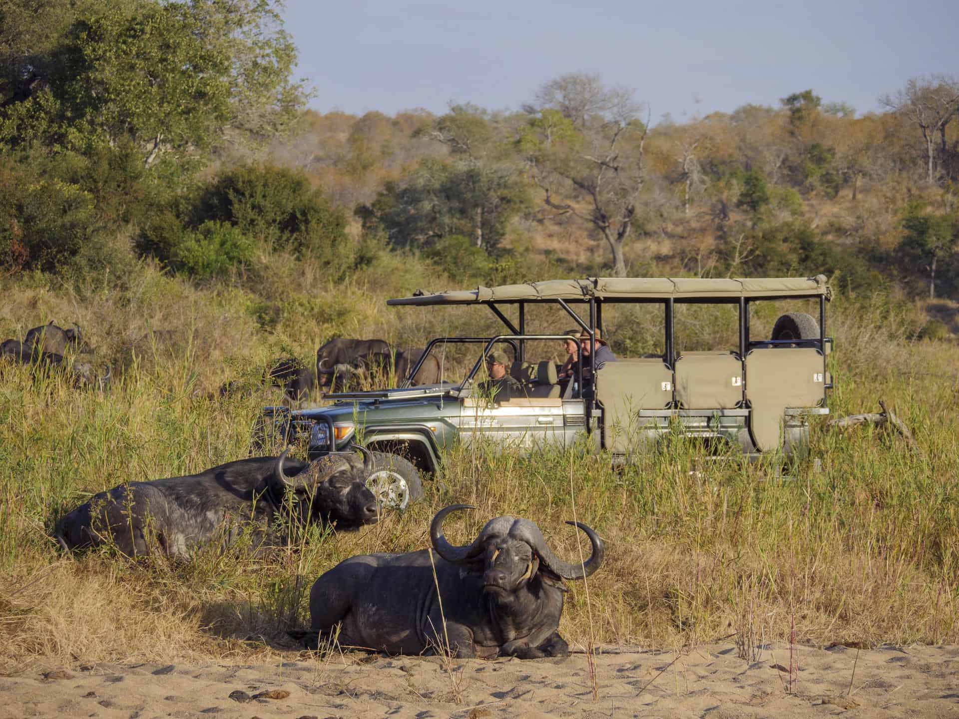 Tourists in a safari vehicle observing buffalo that's relaxing in the tall grass at Fitzpatrick's Jock Safari Lodge, Southern Kruger