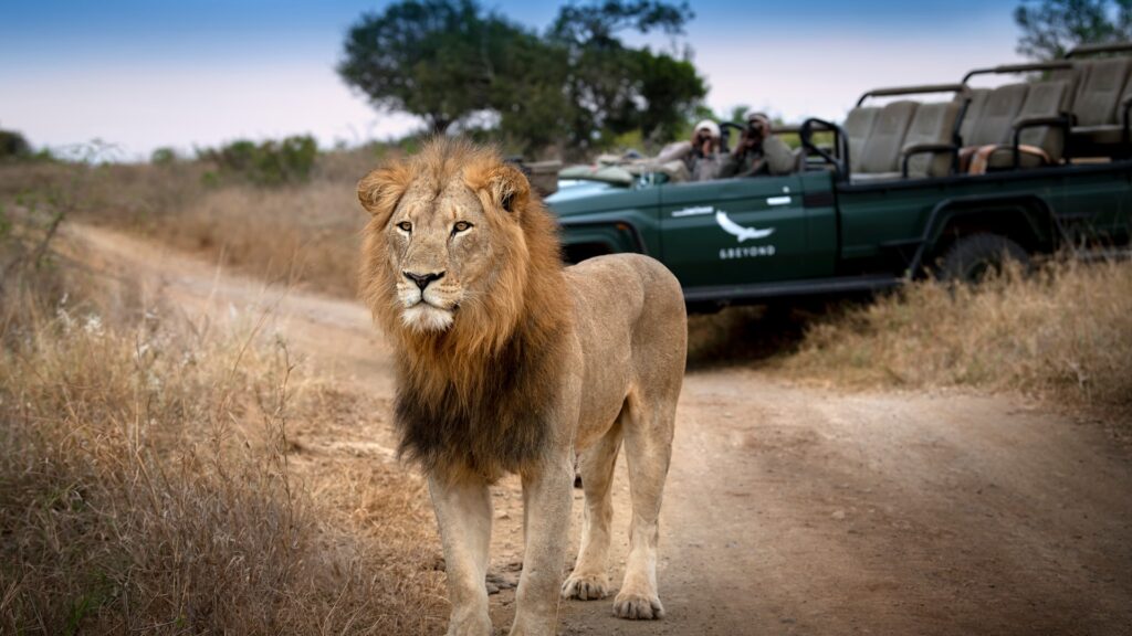 Lion standing in front of a safari vehicle during a lion safari in South Africa. | Photo: andBeyond Phinda Forest Lodge