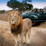 Lion standing in front of a safari vehicle during a lion safari in South Africa. | Photo: andBeyond Phinda Forest Lodge