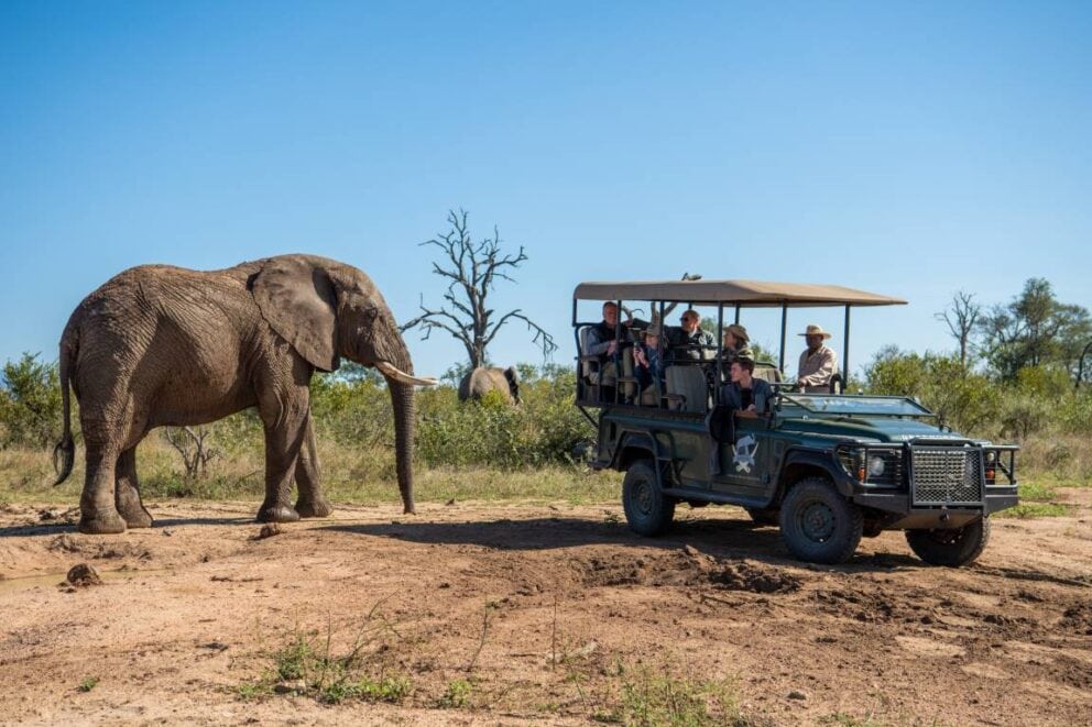 Elephants in South Africa's Kruger National Park