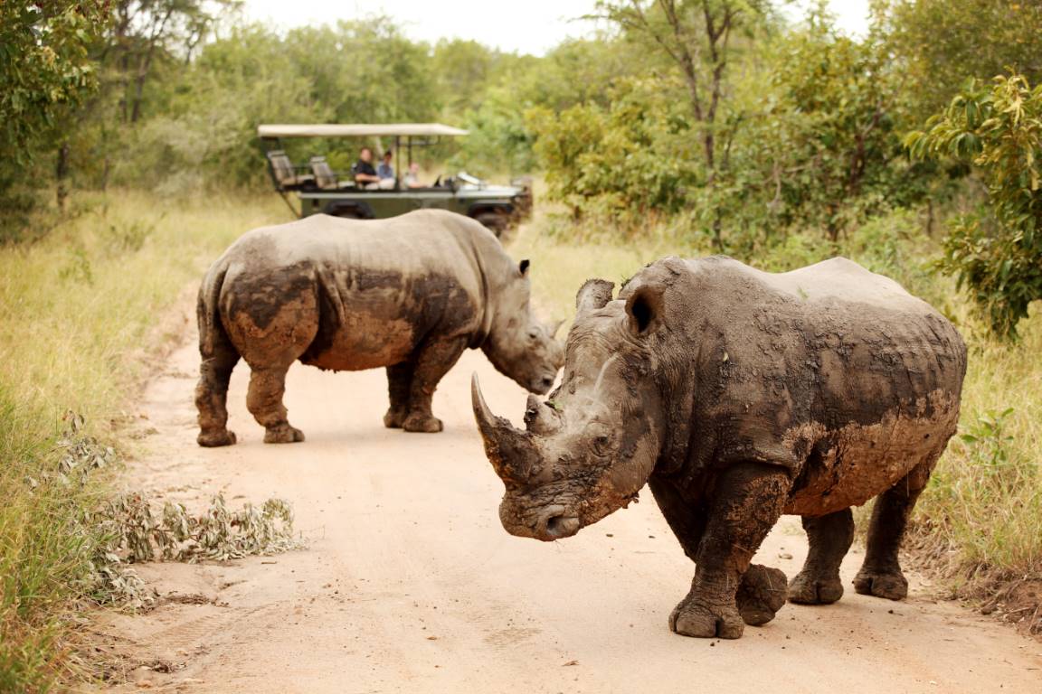 Game Drive at Jabulani in the Greater Kruger spotting two rhinos which you can see on a Thornybush Game Reserve safari