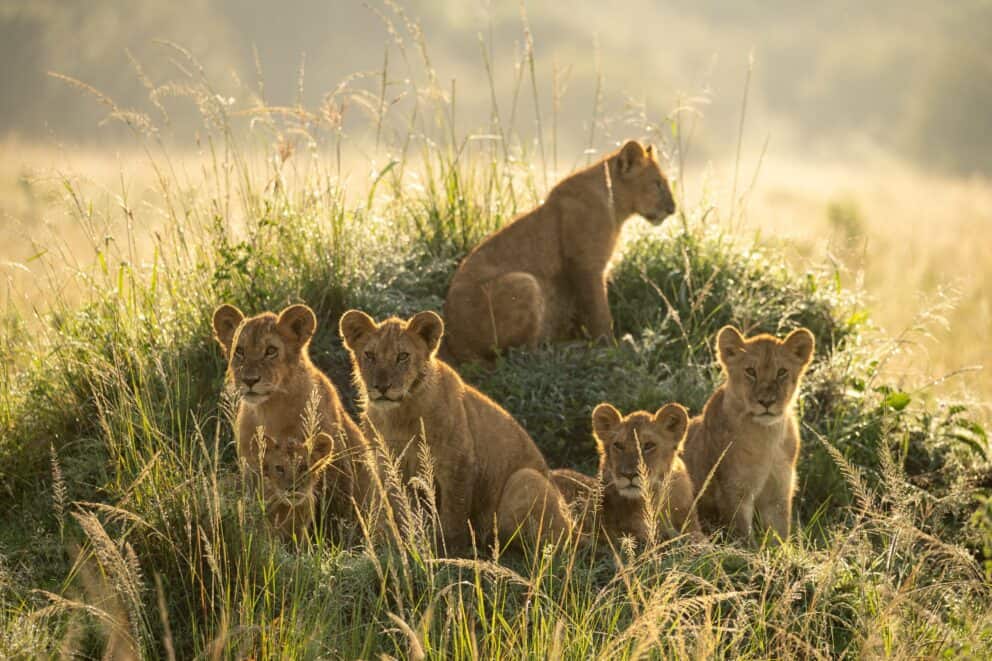 A lion pride resting in the tall grass at Kichwa Tembo Tented Camp, Kenya.