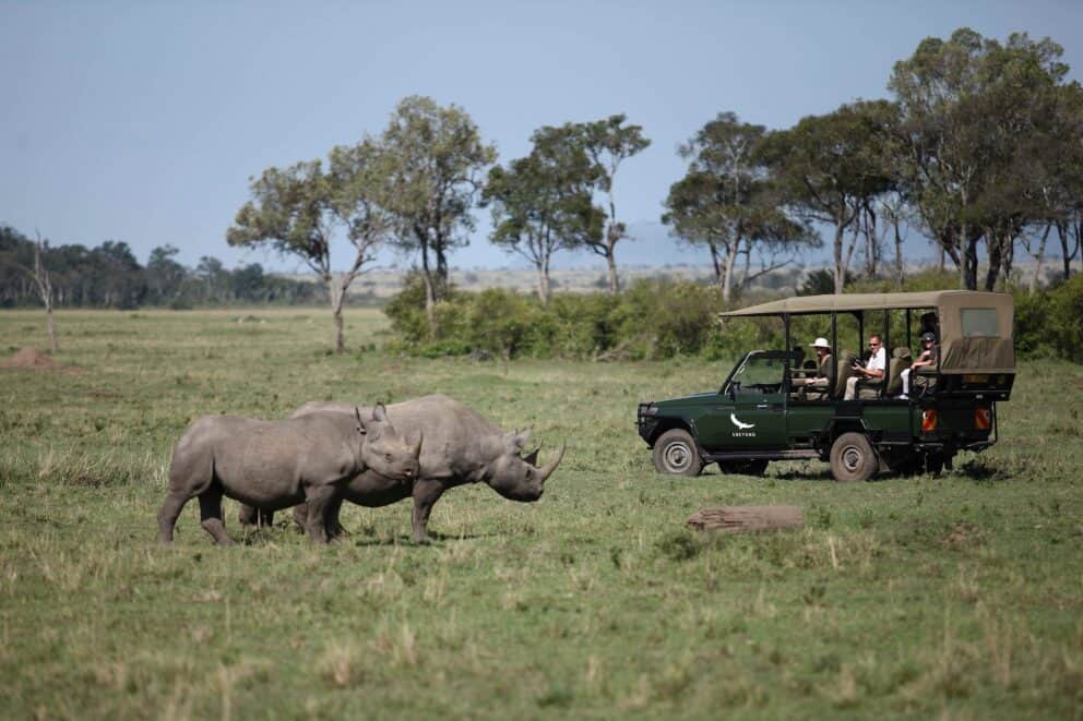 Tourists on a game drive in a safari vehicle observing a pair of black rhinos at Kichwa Tembo Tented Camp, Kenya.