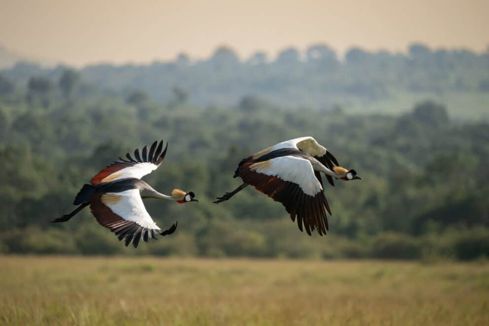 Grey Crowned Cranes flying over the Masai Mara open plains at Kichwa Tembo Tented Camp, Kenya.