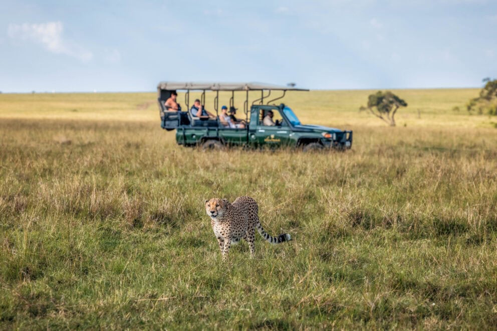Tourist in a safari vehicle on a game observing a cheetah roaming across the open Masai Mara plains at Elewana Elephant Pepper Camp, Kenya.