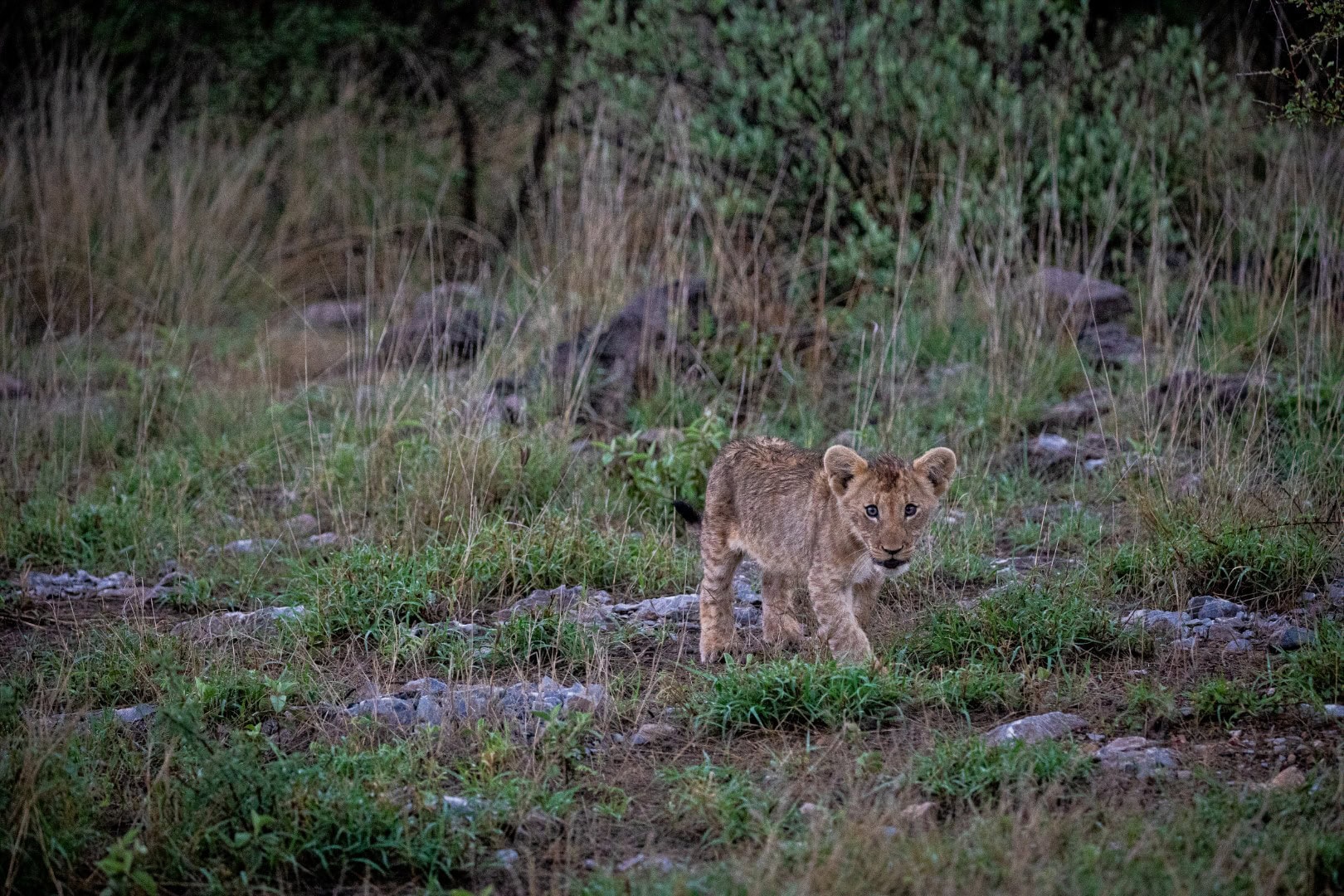 A lion cub in Madikwe which can be seen on a malaria free safari in South Africa