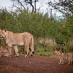 Lions in Madikwe Game Reserve near Sun City, South Africa