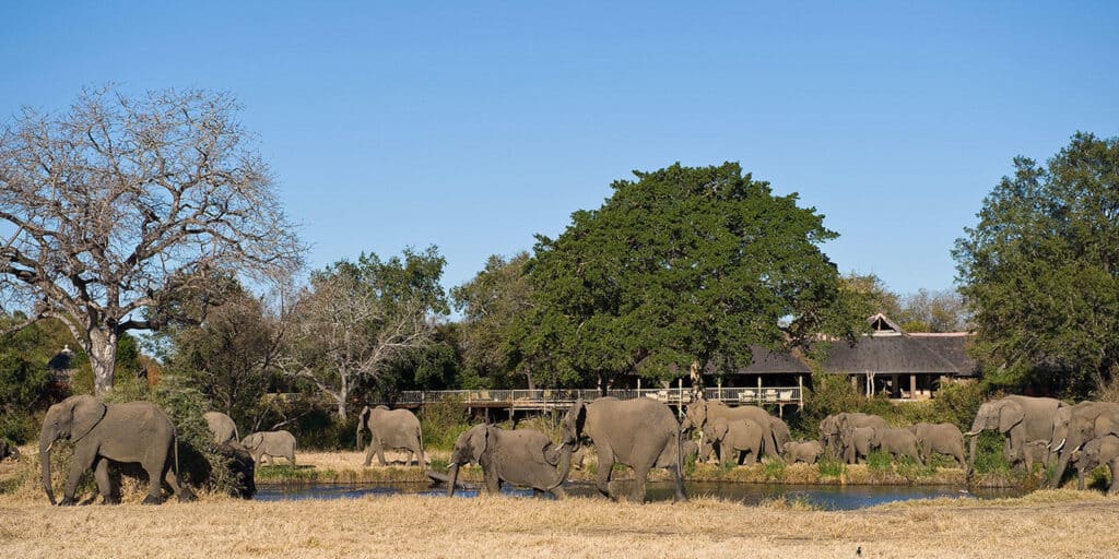 Elephants roaming pass the Sabi Sabi Bush Lodge in Sabi Sand Game Reserve