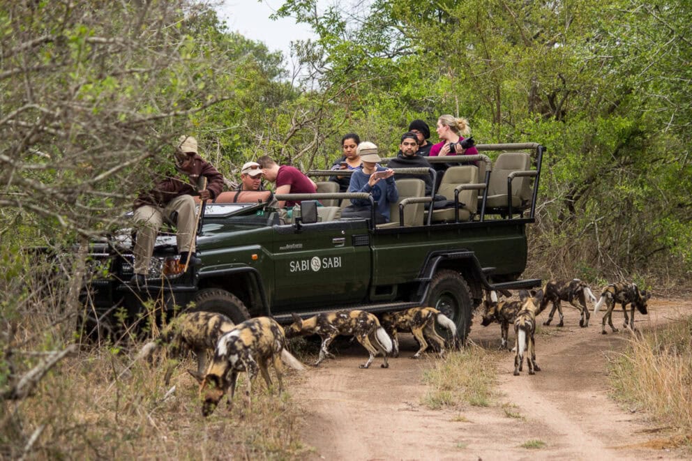 Travellers on a game drive watching a pack of African wild dogs in Sabi Sand Nature Reserve.
