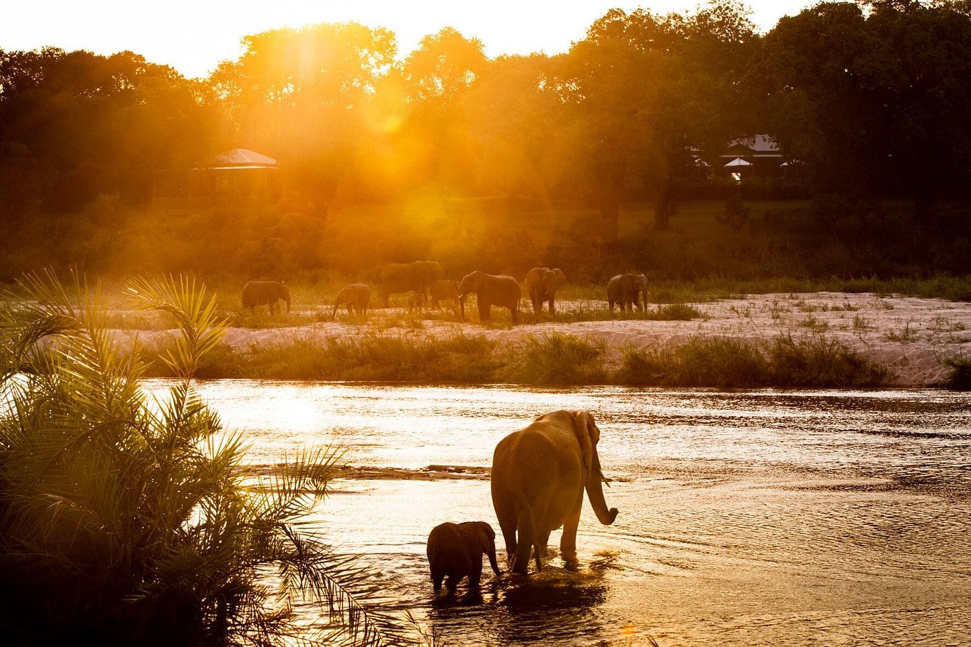 A herd of elephants along the Sand River at sunset with an mother elephant and her calf crossing the river in Mala Mala Game Reserve at Mala Mala Rattray’s Camp, South Africa.