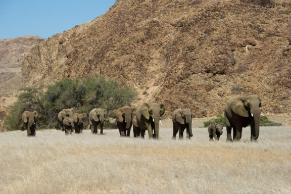 Elephants roaming the open plain in Damaraland at Wilderness Doro Nawas, Namibia.