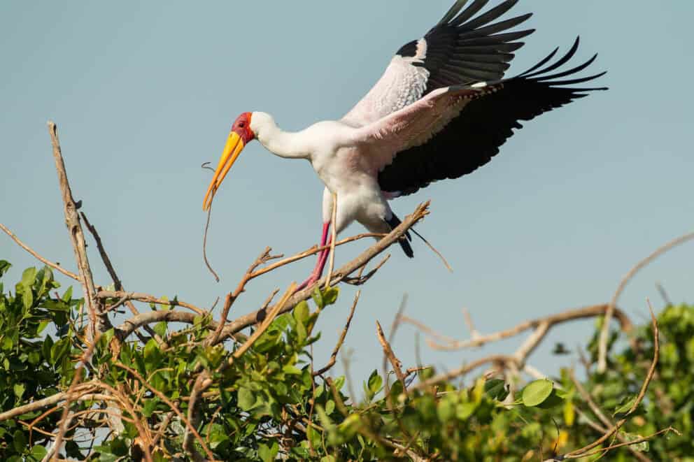 A heron with its wings spread, perched on a branch near Kanana, Botswana.