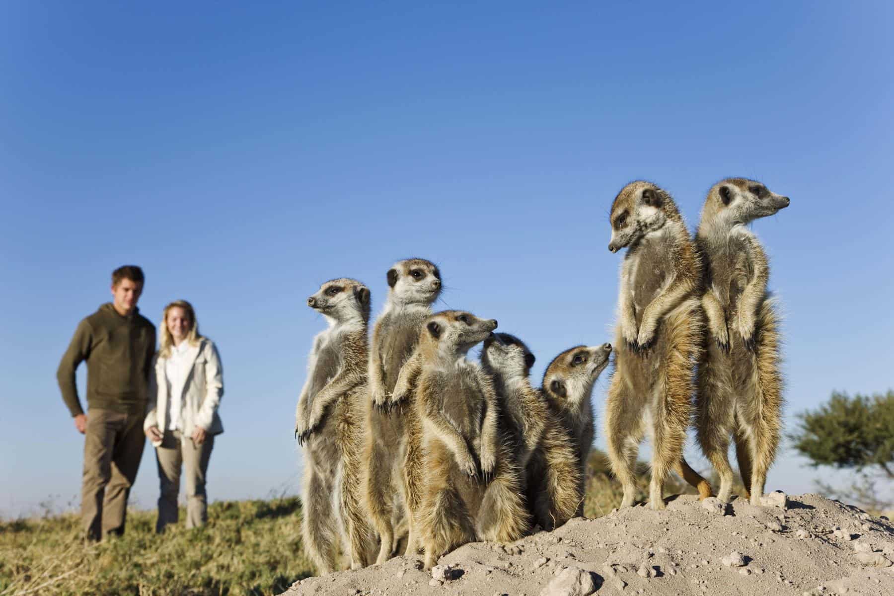 A couple observing meerkats near Camp Kalahari, Botswana.
