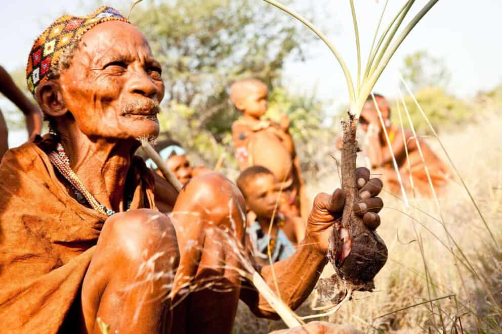 A bushman showing a root plant during a cultural experience near Jack's Camp in Makgadikgadi Salt Pans, Botswana.