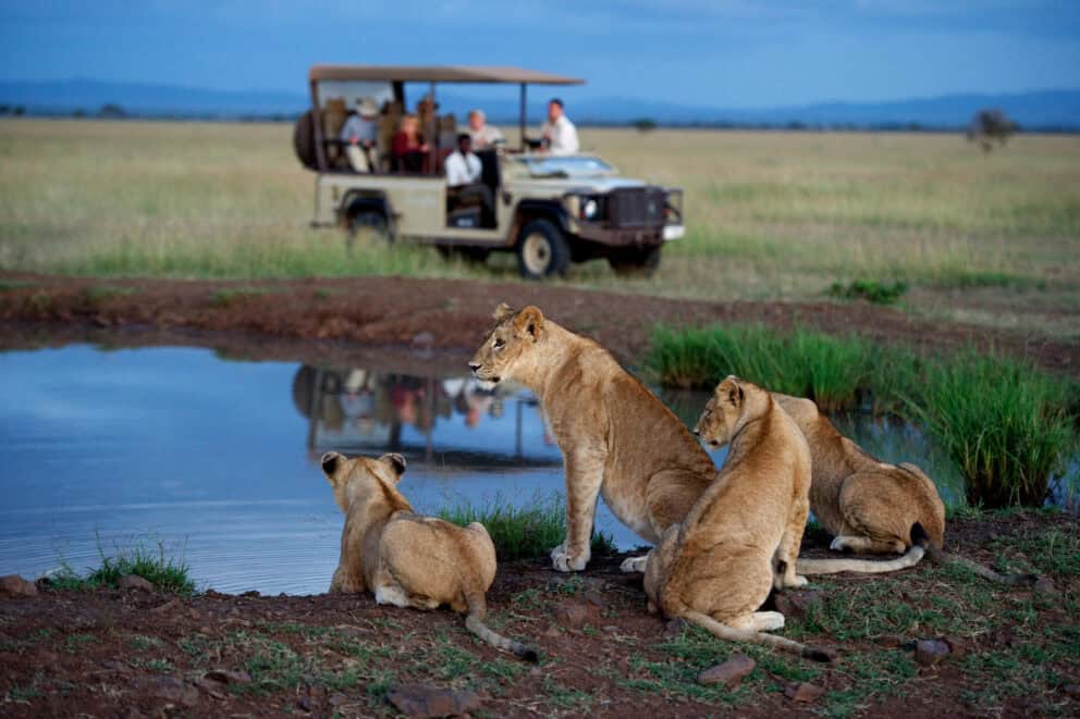 Tourists in a safari vehicle on a game drive observing lionesses at a watering hole at Singita Serengeti House, Tanzania.