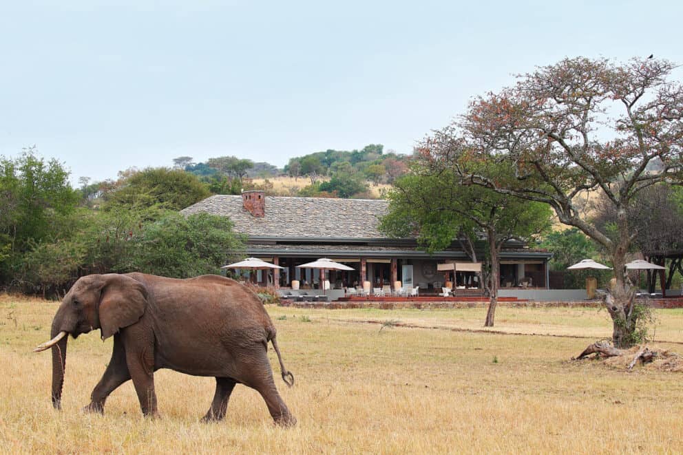 Elephant walks past Singita Serengeti House in the Serengeti National Park, Tanzania | Photo credit: Singita Serengeti House