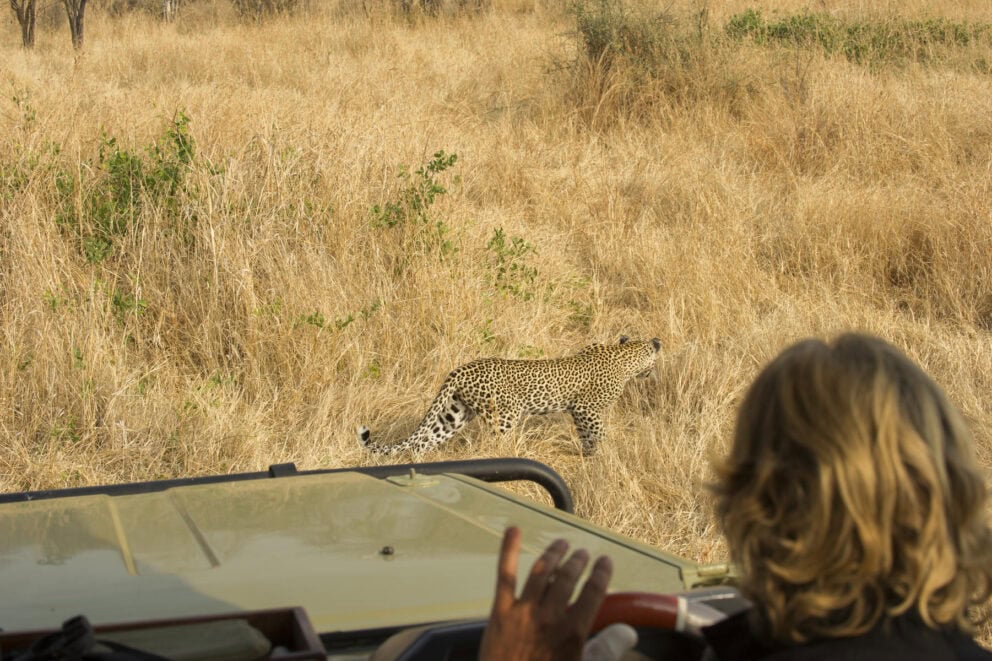 A leopard roaming past a safari vehicle filled with guests near Kwihala in Ruaha National Park, Tanzania. 