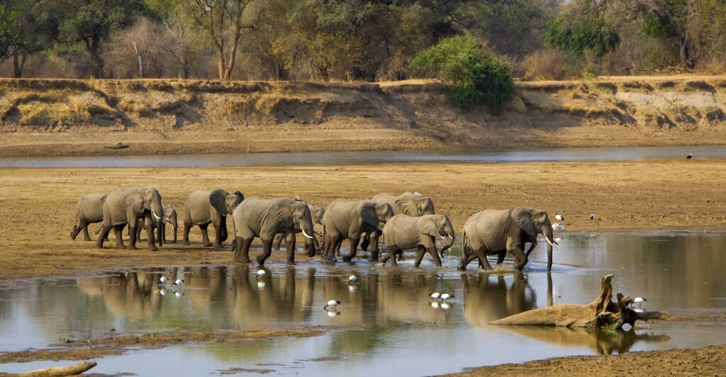 Large elephant herd crossing Luangwa river, Zambia. Photo: Getty