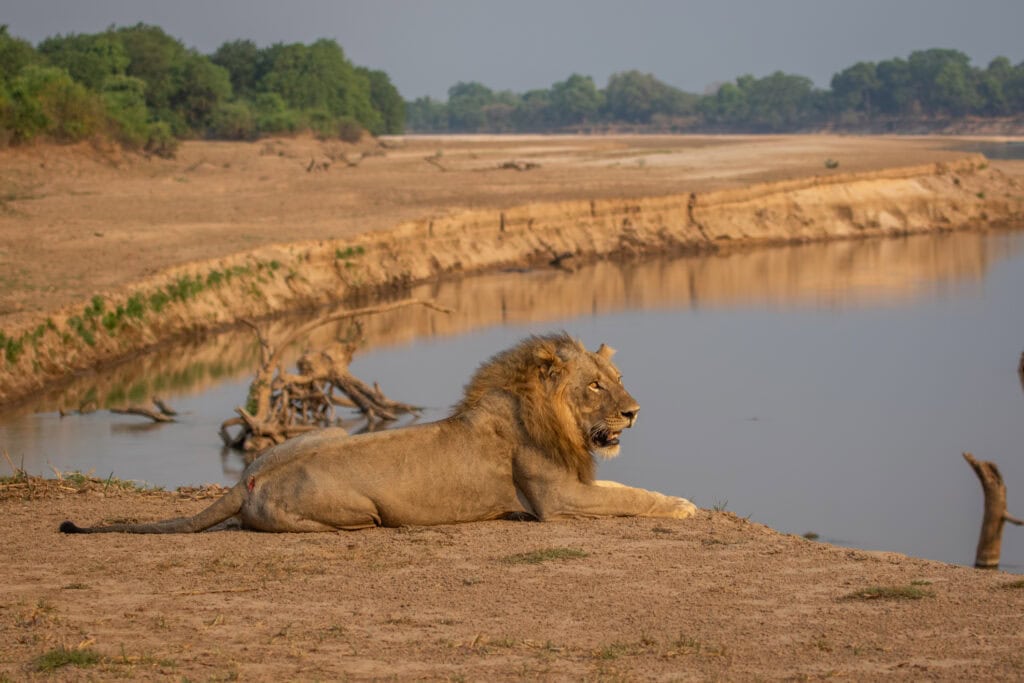 Male lion relaxing on the riverbank in South Luangwa National Park. Photo: Getty Images
