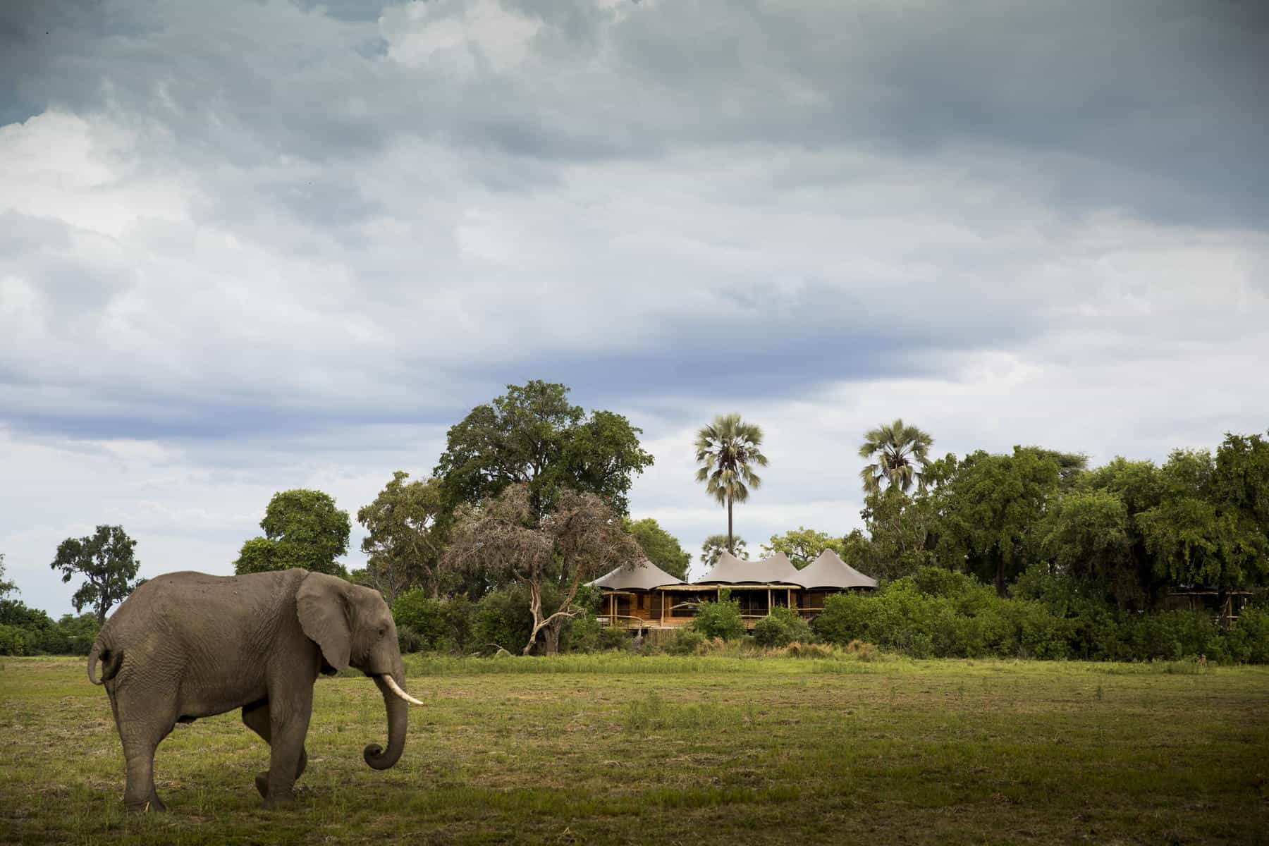 Elephant roaming pass Wilderness Mombo, Chief's Island