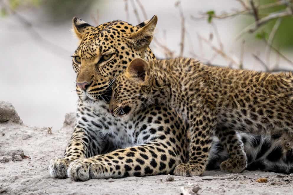 A leopard cub snuggling its mother near Wilderness Mombo in Moremi Game Reserve, Botswana.